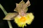 Calochilus, commonly known as beard orchids, is a genus of about 30 species in the orchid family. Art Print